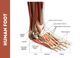 পায়ে ব্যথা: কারণ, চিকিৎসা ও প্রতিরোধের কার্যকর উপায়