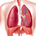ফুসফুস (1)