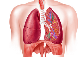 ফুসফুস (1)