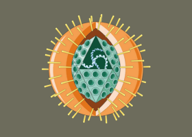 neonatal-herpes-simplex-bangla-info