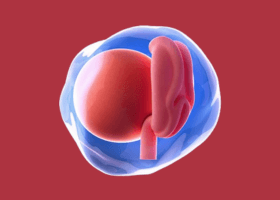 pregnancy-week-2-highlights