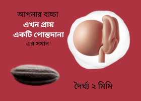 pregnancy-week-4-highlights