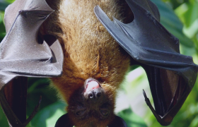 nipah-virus-bangladesh-35-districts