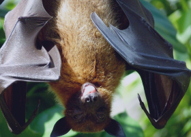 nipah-virus-bangladesh-35-districts